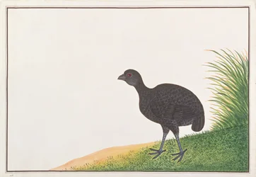 Perdiz Negra, de Dibujos de Aves de Malaca, c.1805-18